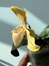 Paphiopedilum  concolor var. longipetalum 